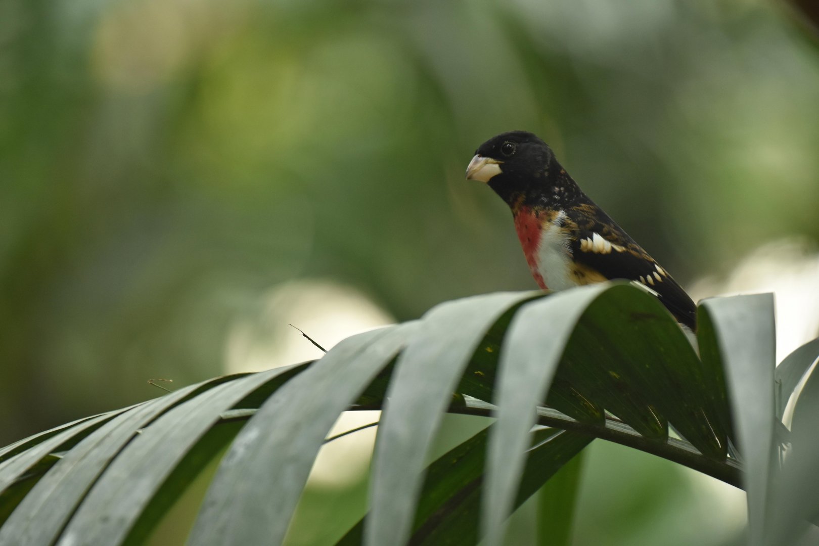 Rose-breasted grosbeak (Pheucticus ludovicianus)