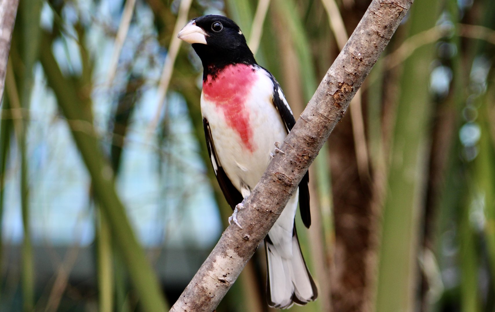 Rose-Breasted Grosbeak (Pheucticus ludovicianus)