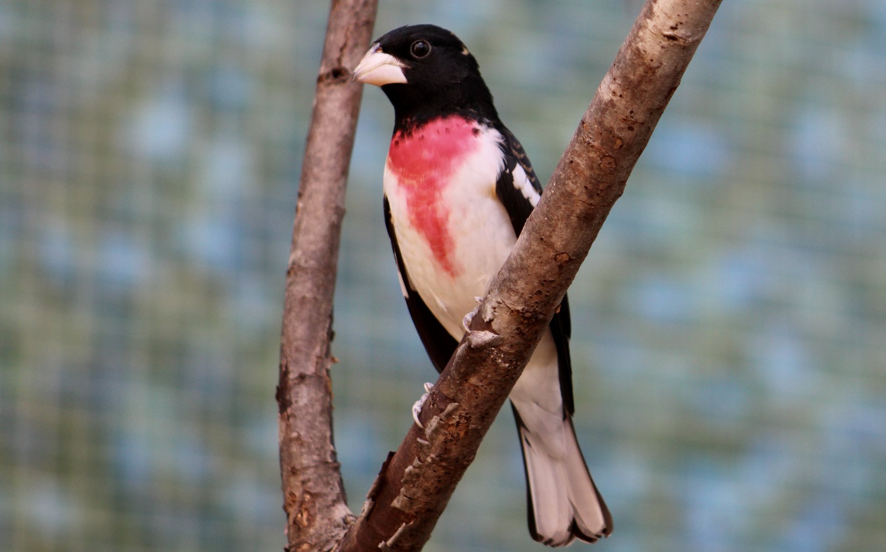 Rose-Breasted Grosbeak (Pheucticus ludovicianus)