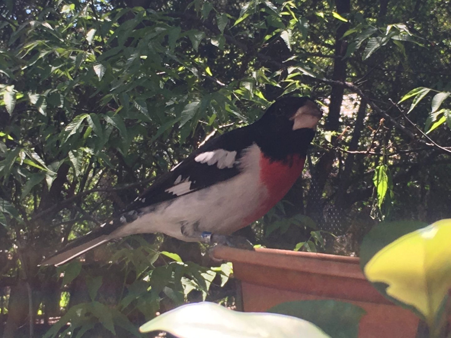 Rose-Breasted Grosbeak (Pheucticus ludovicianus)