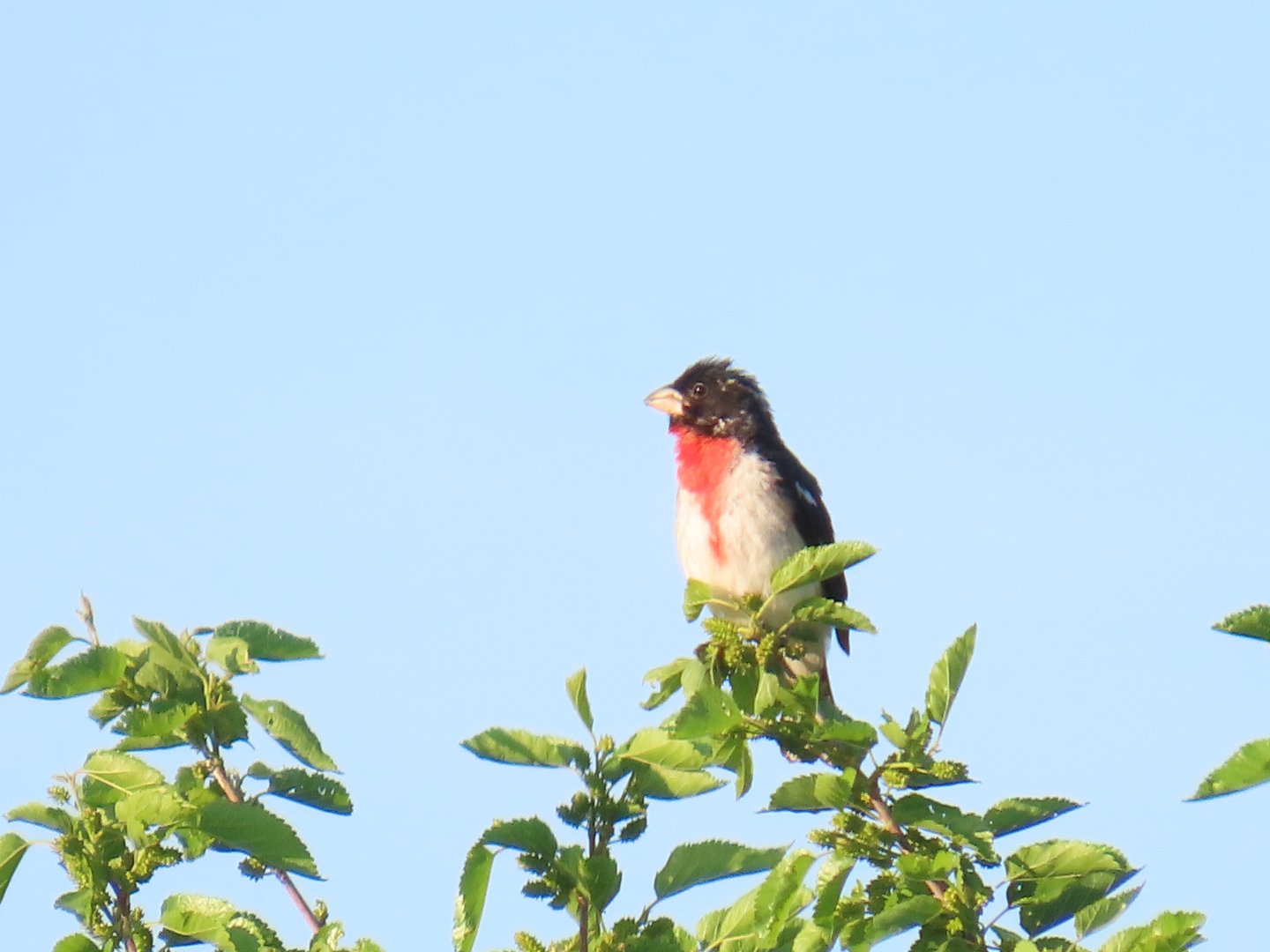 Rose-breasted Grosbeak (Pheucticus ludovicianus)