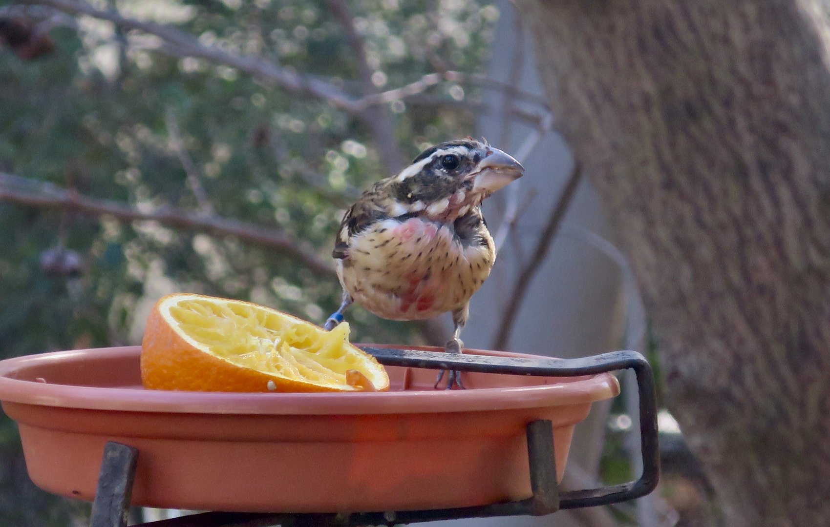 Rose-Breasted Grosbeak (Pheutictus ludovicianus)