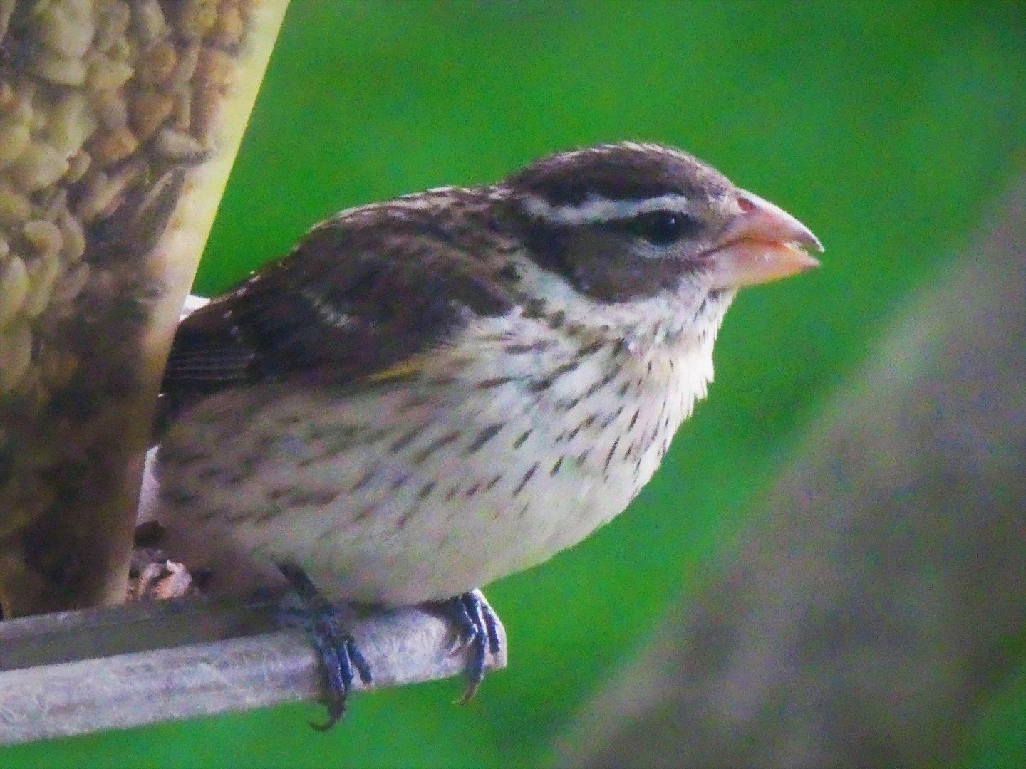 Rose-breasted Grosbeak