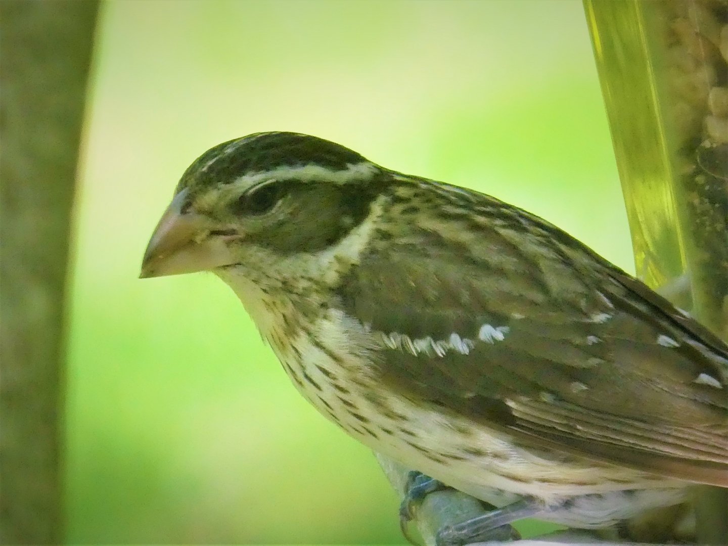 Rose-breasted Grosbeak