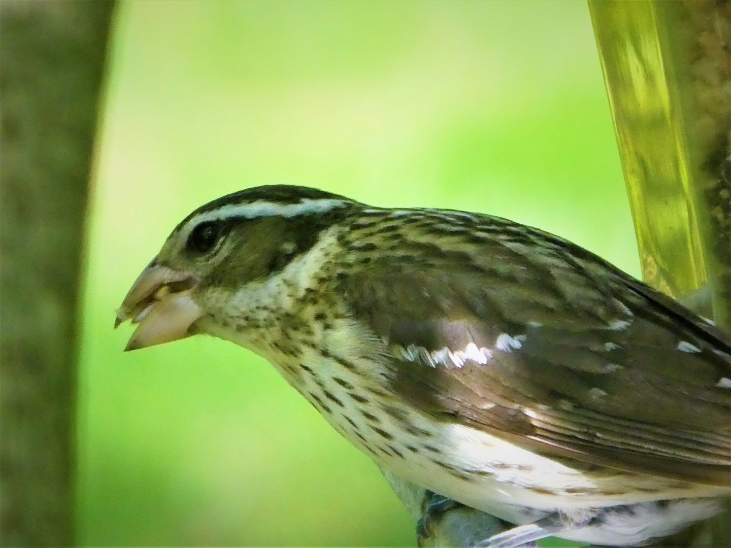 Rose-breasted Grosbeak