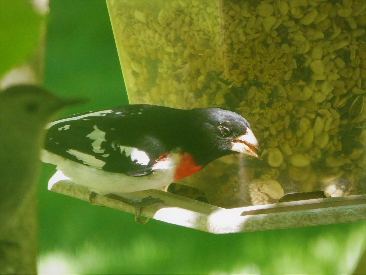 Rose-breasted Grosbeak