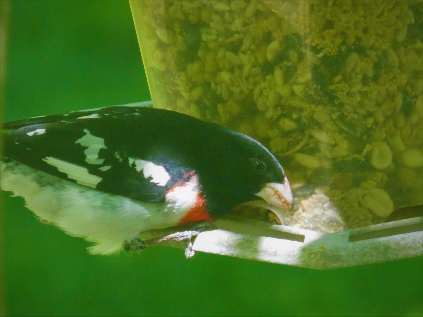Rose-breasted Grosbeak