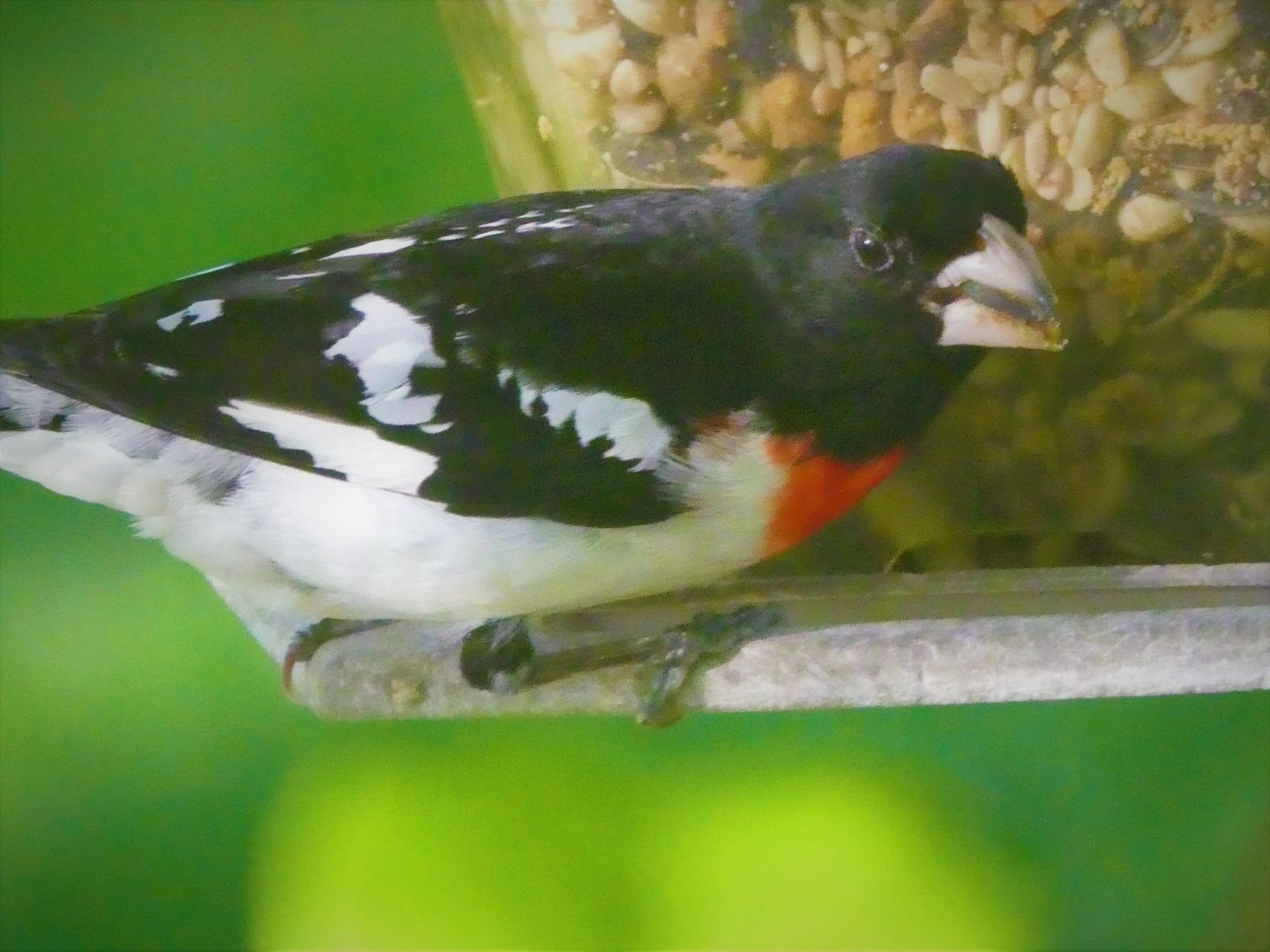 Rose-breasted Grosbeak