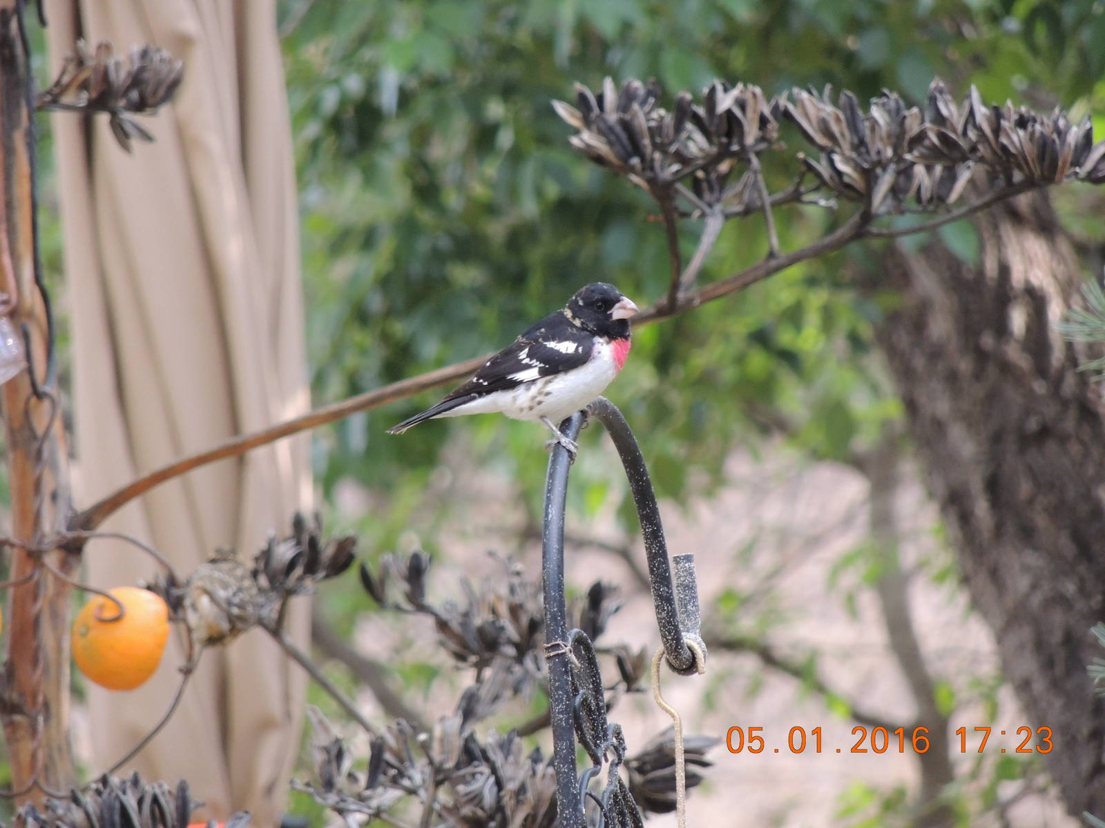 rose breasted grossbek