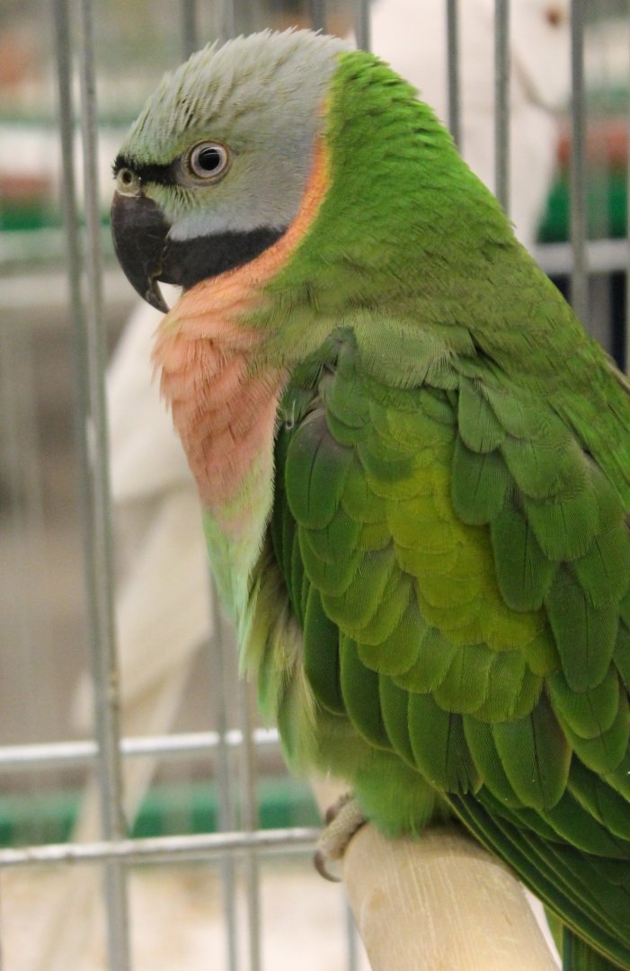 Rose-breasted parakeet