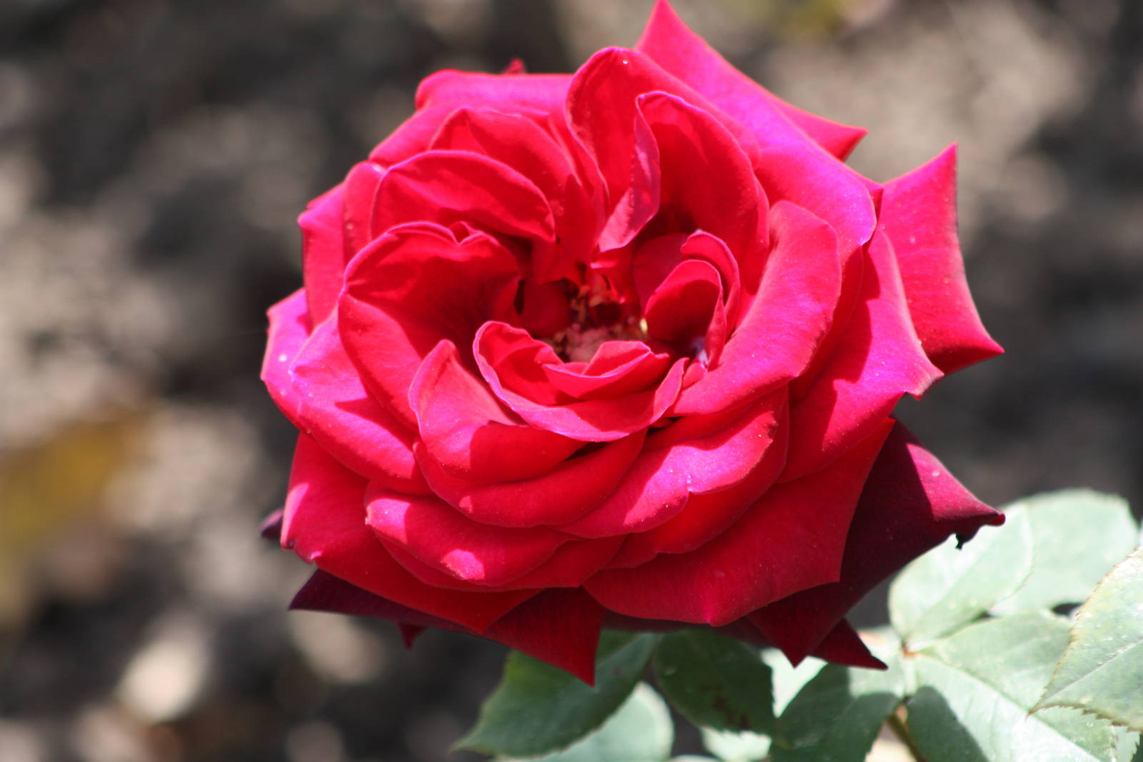 Rose close-up, 19th June 2014