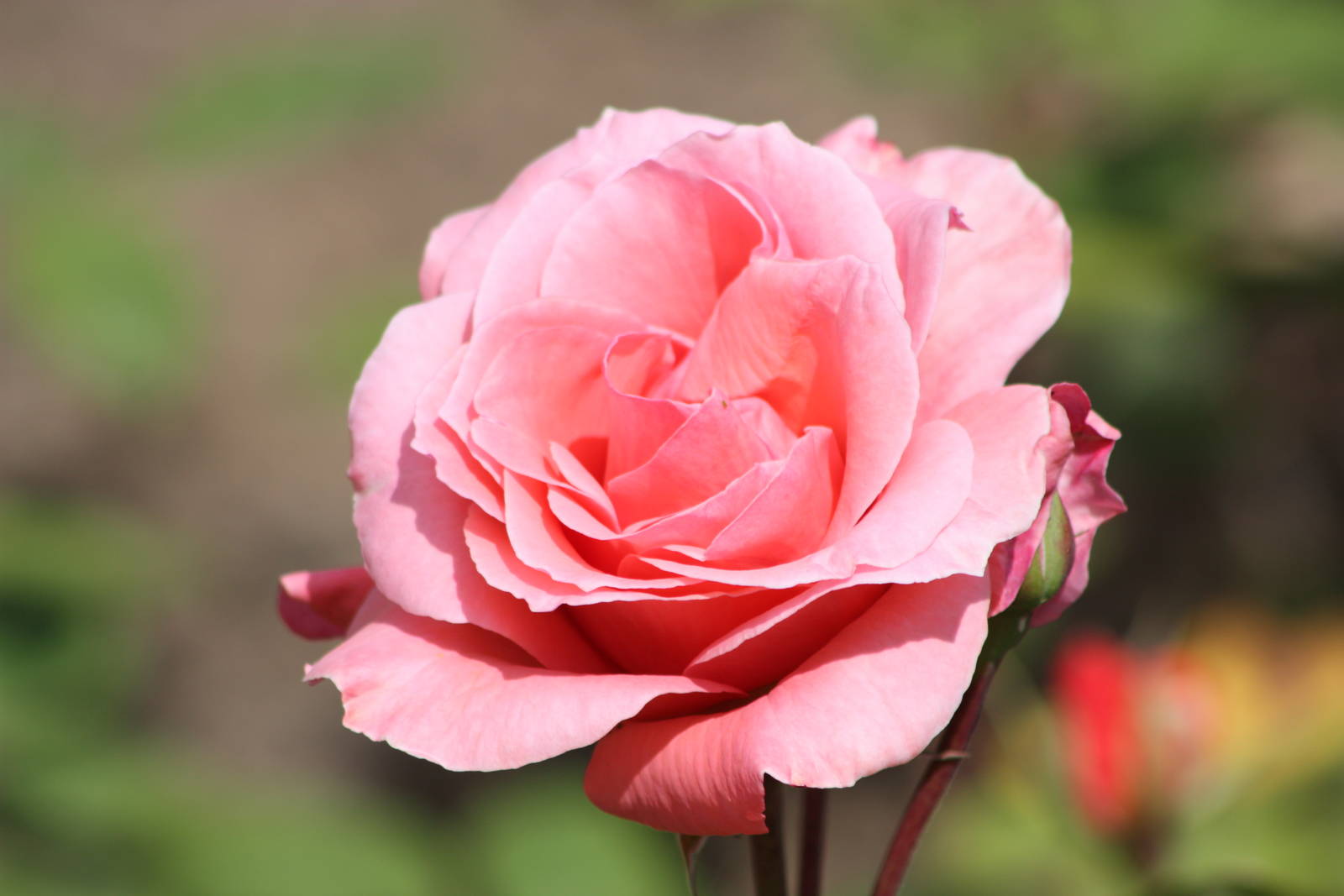 Rose close-up, 19th June 2014