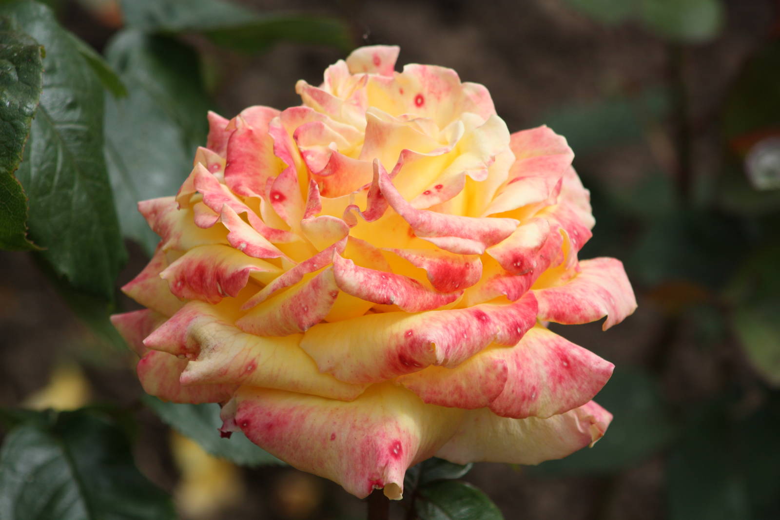 Rose close-up, 19th June 2014