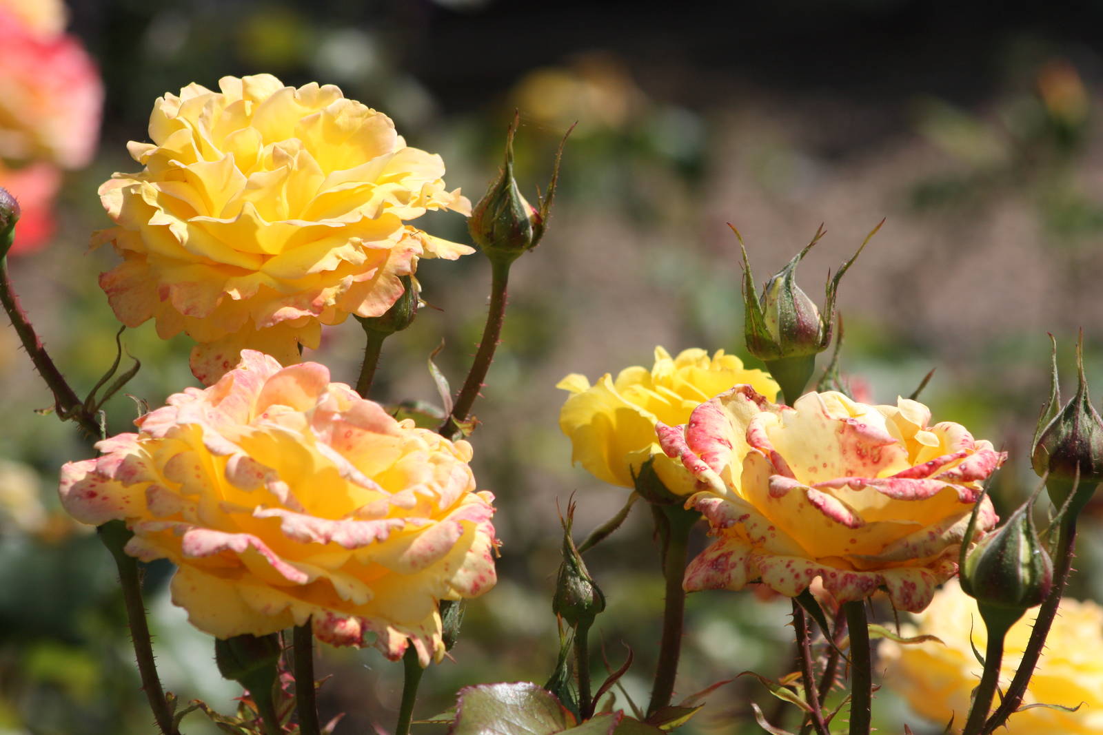 Rose close-up, 24th July 2014