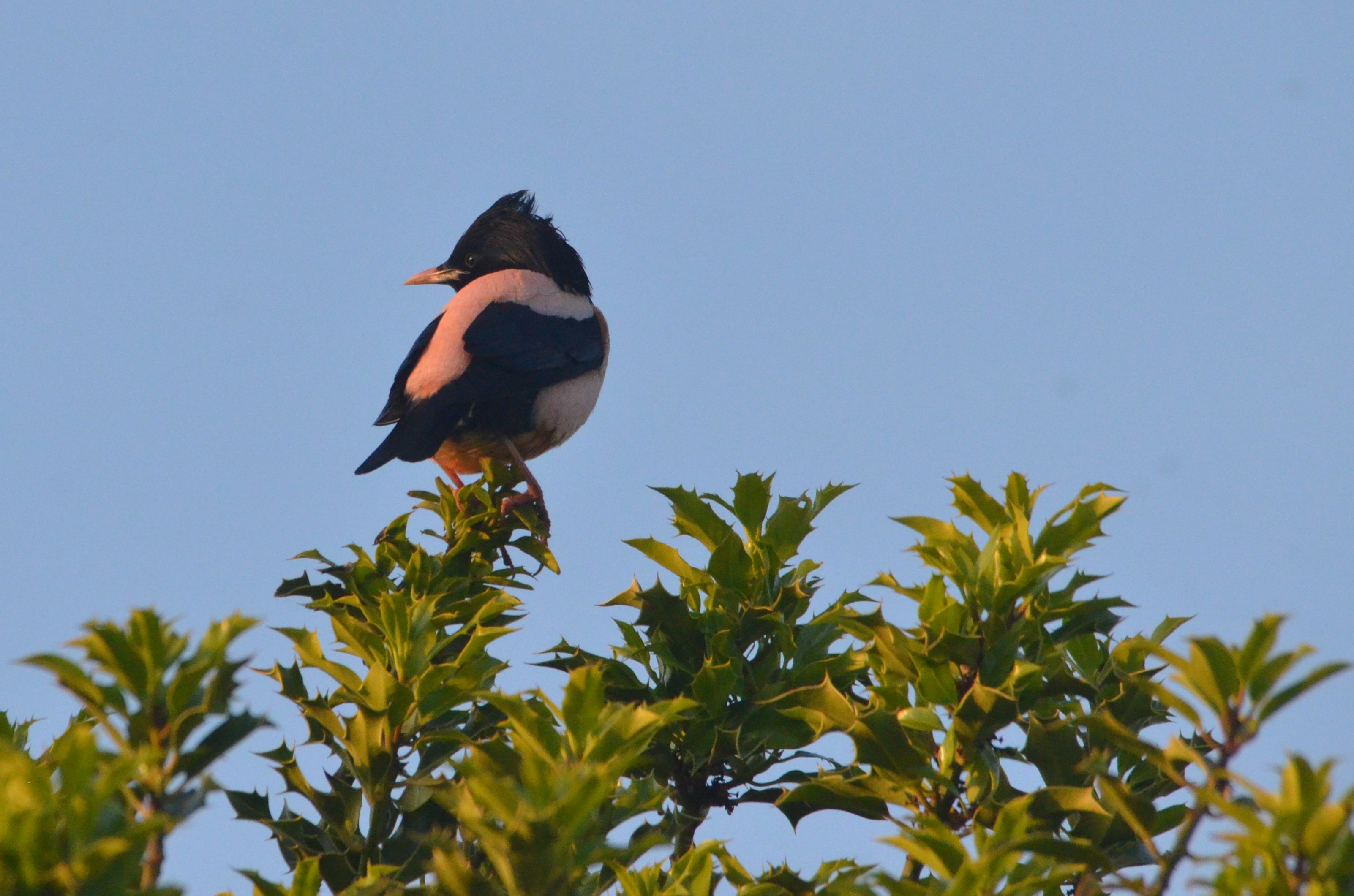 Rose-coloured Starling, West Yorkshire 13/06/20