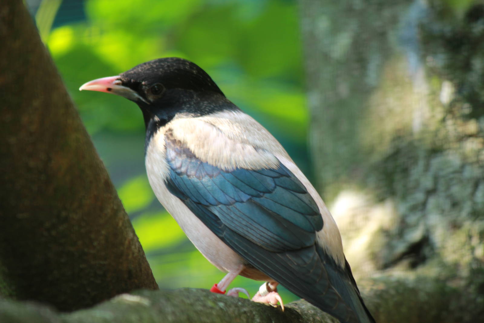 Rose-coloured Starling