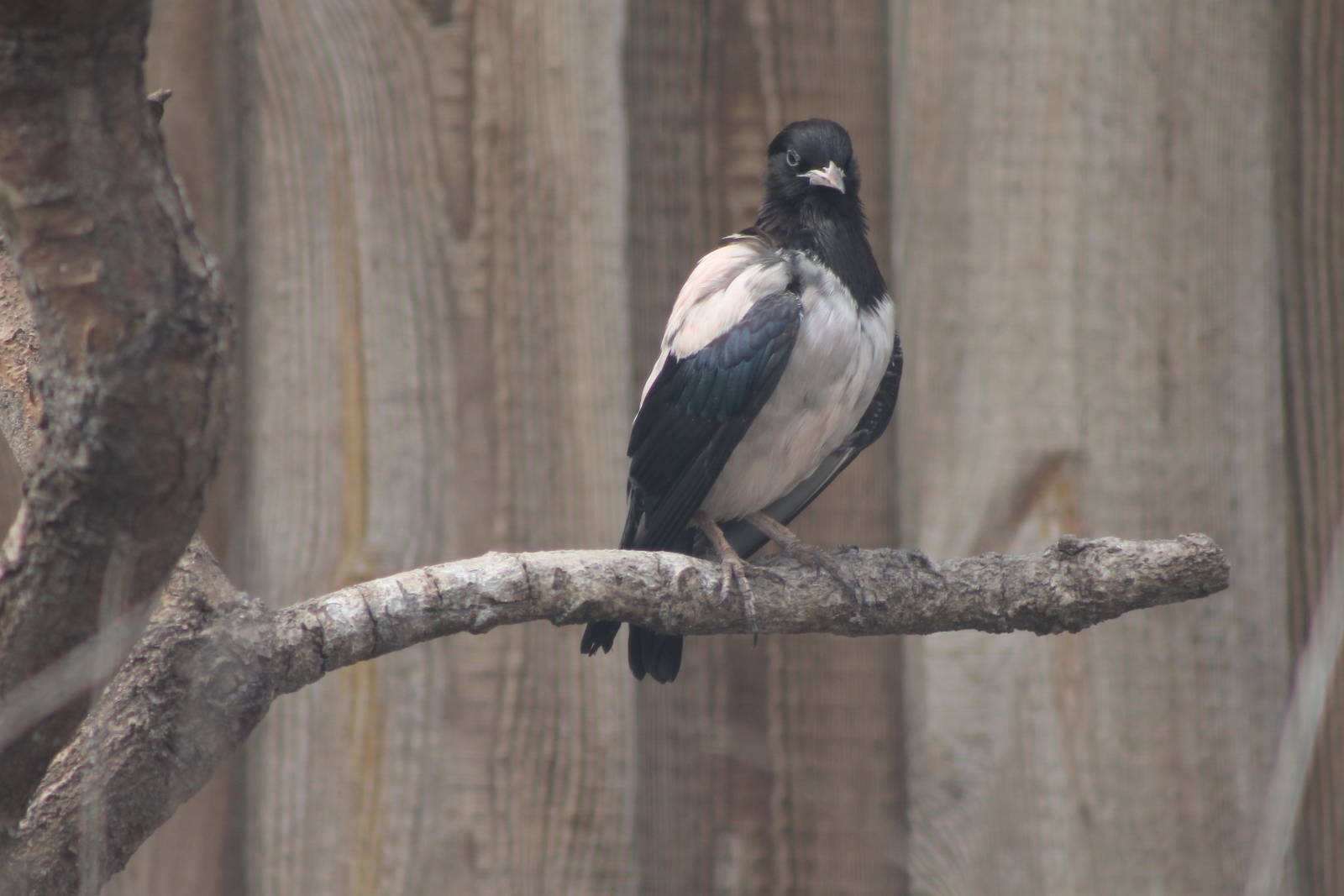 rose-coloured starling