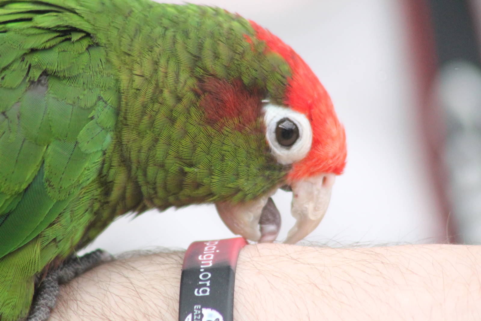 Rose-crowned conure (Pyrrhura rosepcapilla) Parrot Zoo 1st September2012