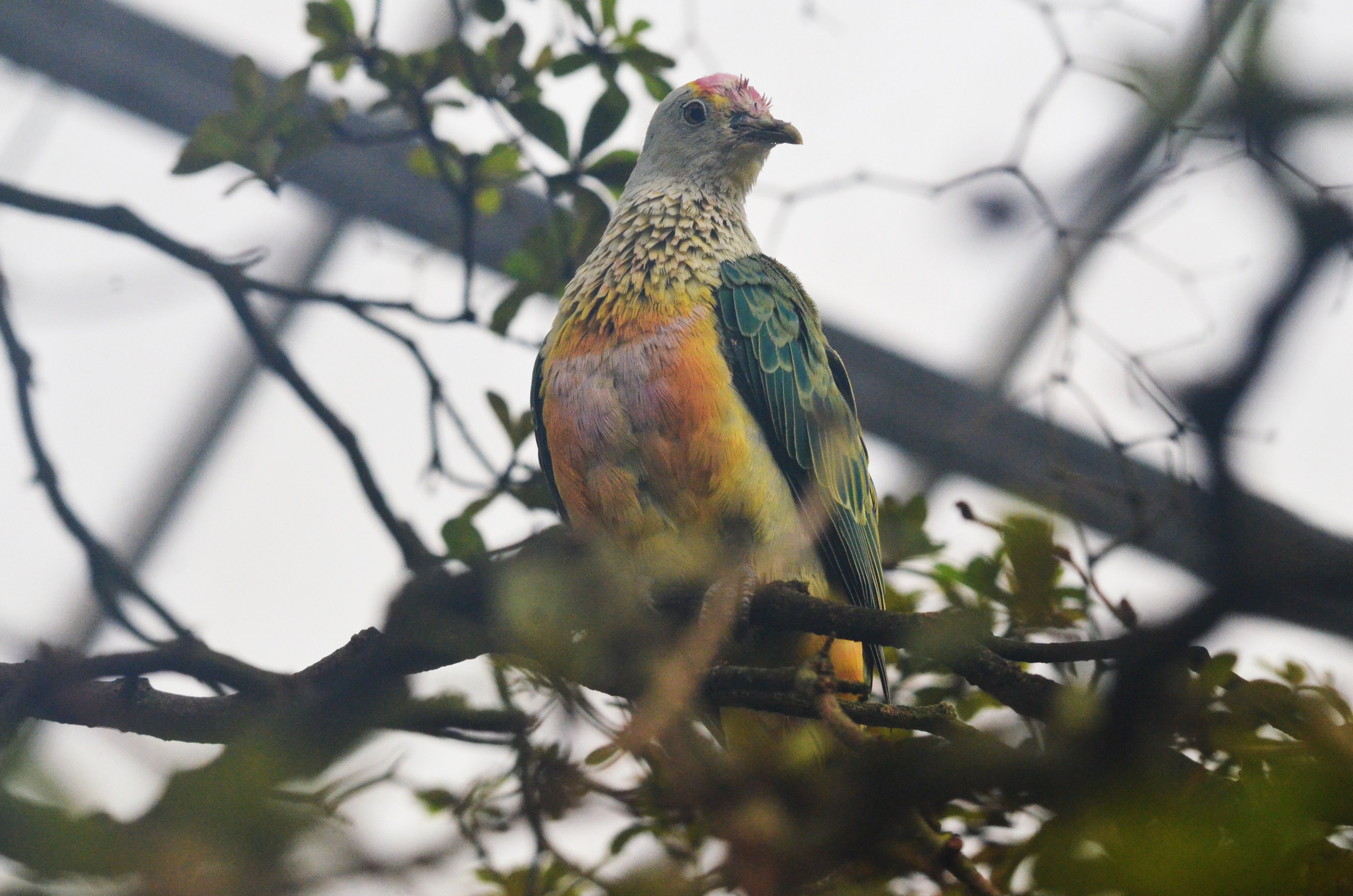 Rose-crowned Fruit Dove at Beauval, 12/06/18