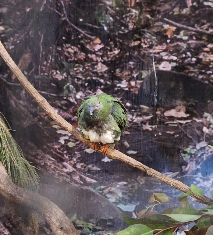 Rose-crowned Fruit-Dove - Cairns Koalas and Creatures
