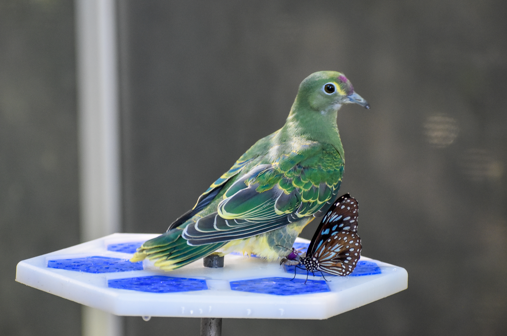 Rose-crowned Fruit Dove fledgling with Blue Tiger
