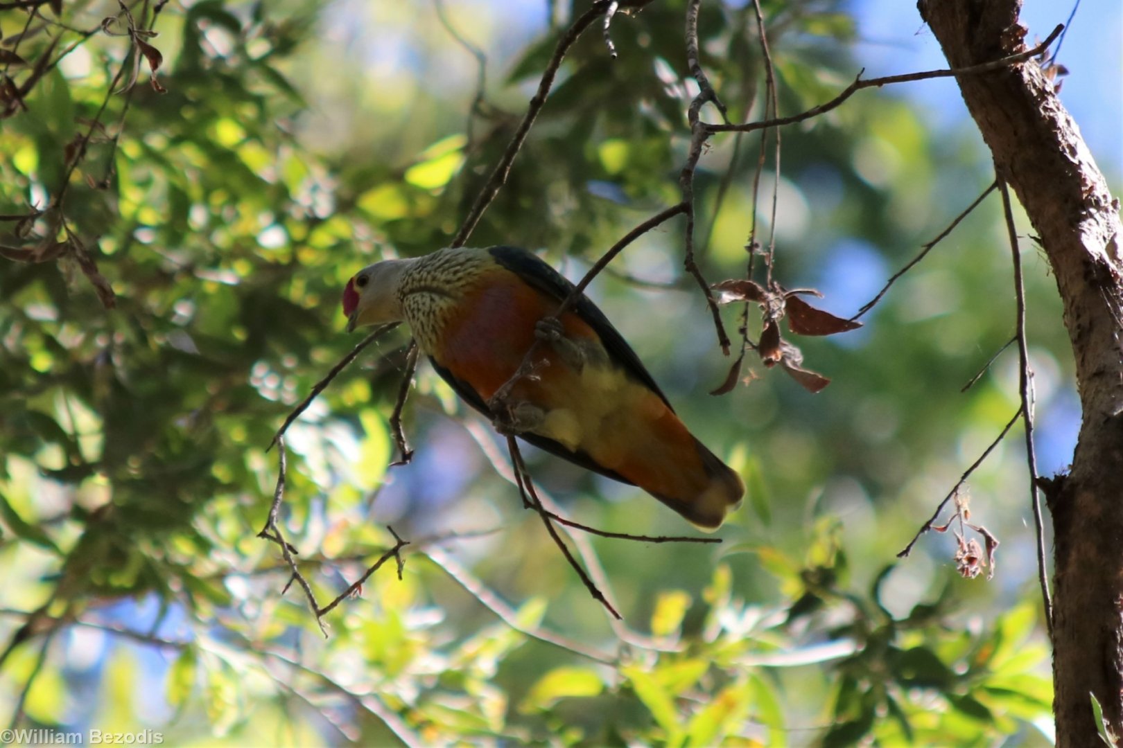 Rose-crowned Fruit-dove - Fogg Dam