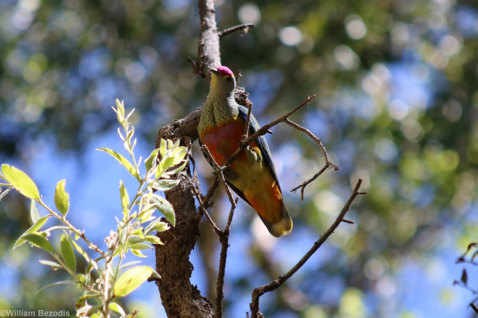 Rose-crowned Fruit-dove - Fogg Dam