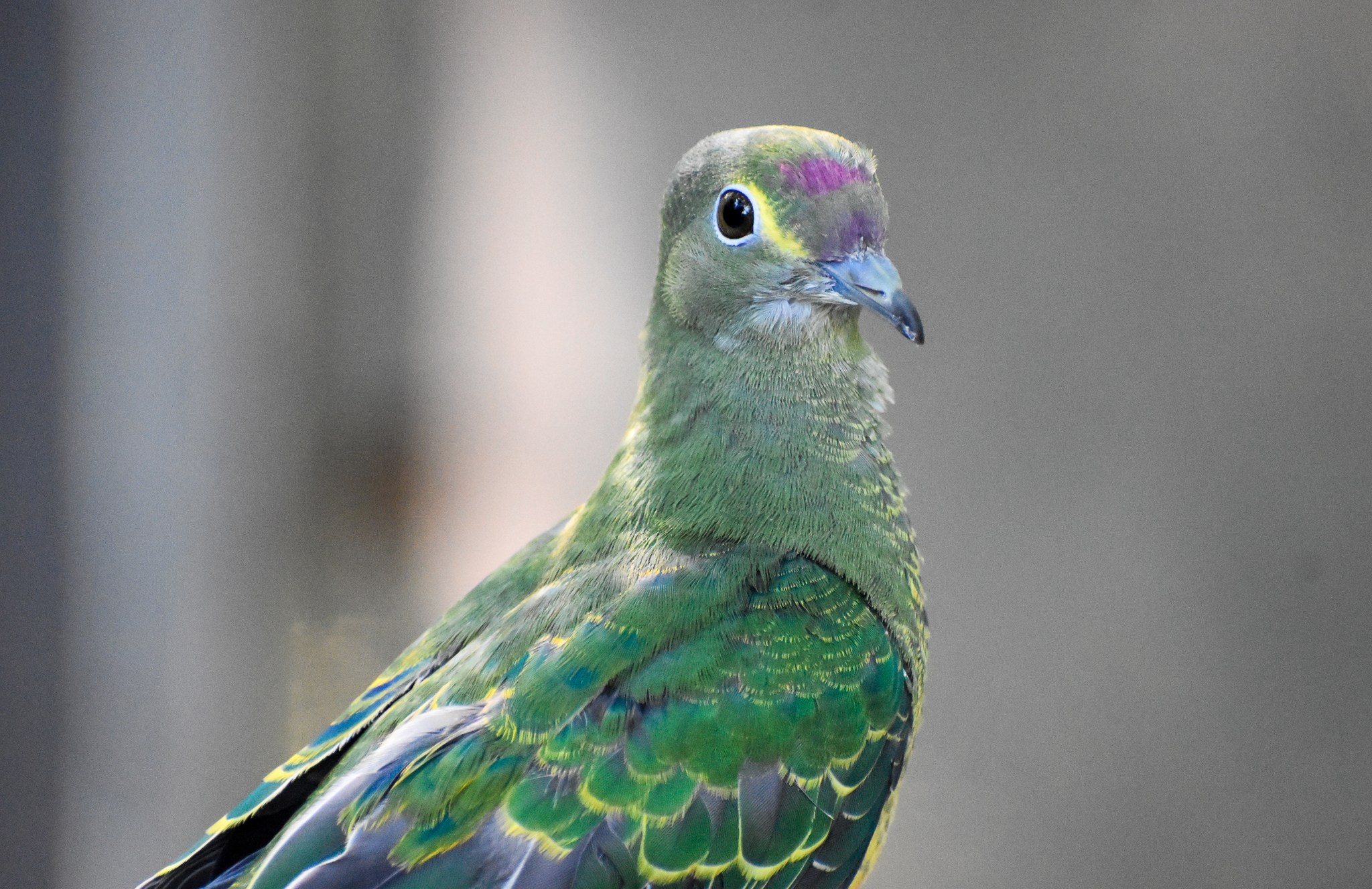 Rose-crowned Fruit-Dove (juvenile)