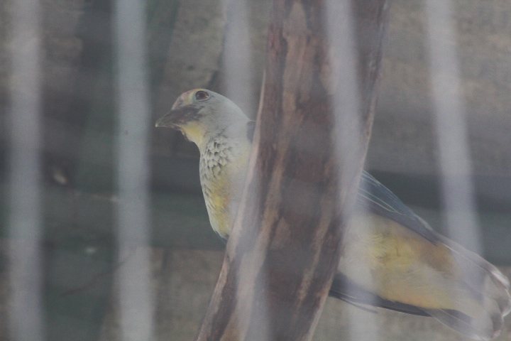 Rose-crowned fruit dove (Ptilinopus regina flavicollis)