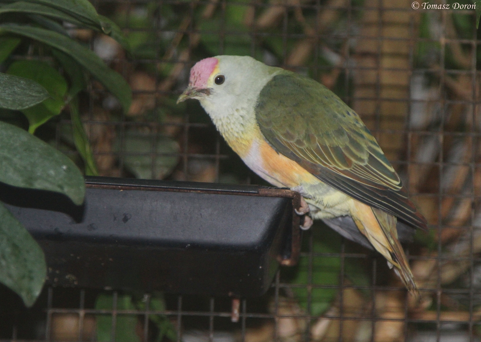 Rose-crowned Fruit-dove (Ptilinopus regina), October 2014
