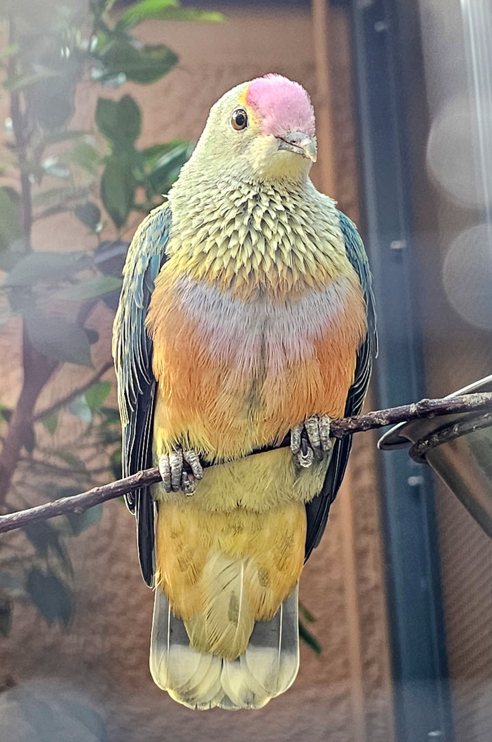 Rose-crowned fruit-dove (Ptilinopus regina), Sep. 2023