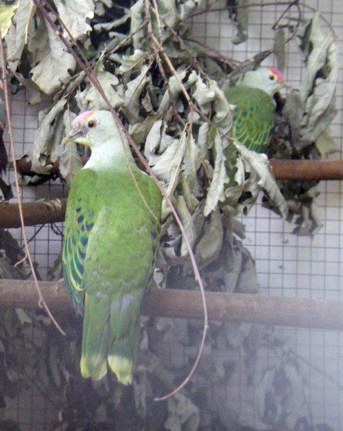 Rose-crowned Fruit Dove (Ptilinopus regina)