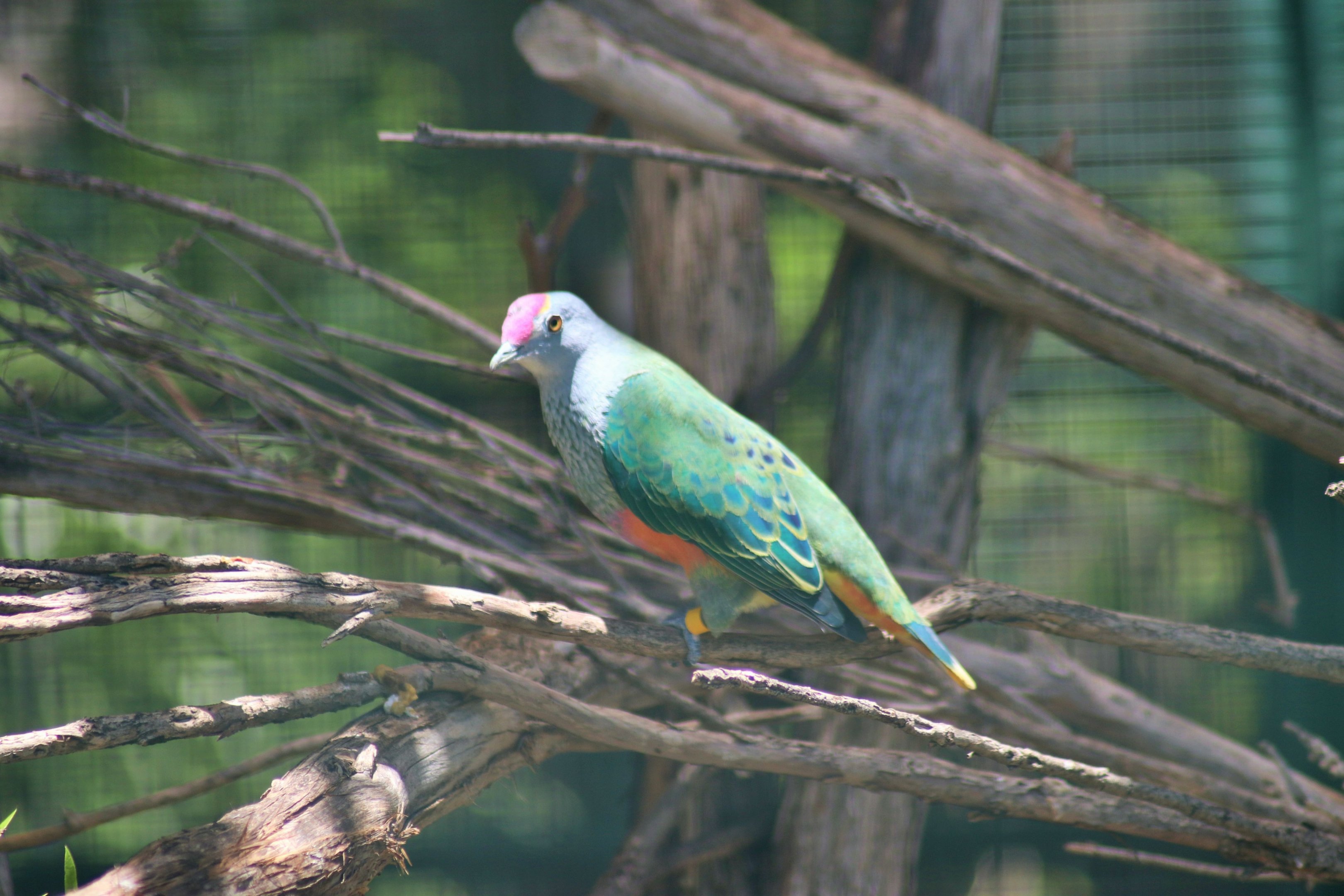 Rose-crowned Fruit Dove (Ptilinopus regina)