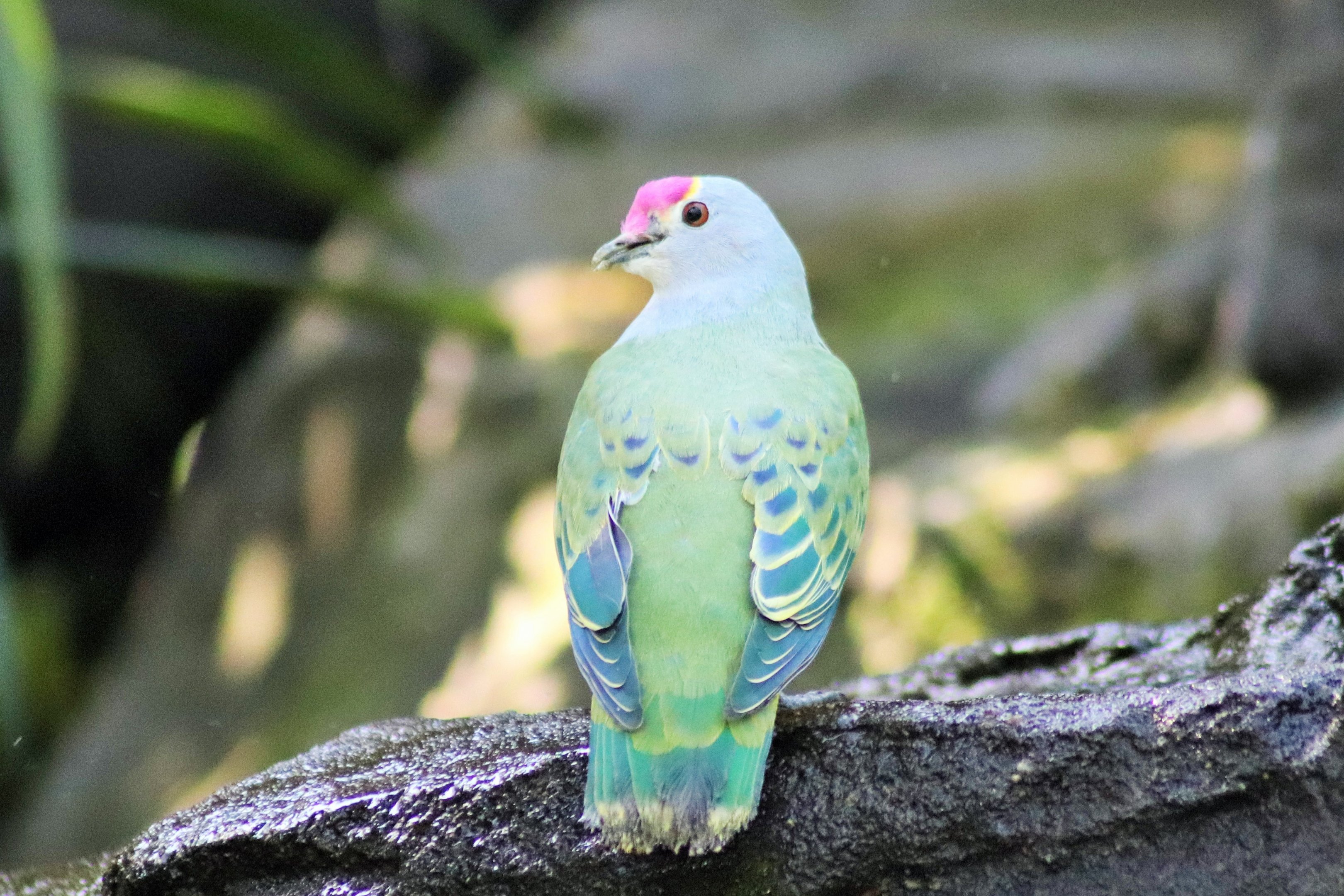 Rose-crowned Fruit Dove (Ptilinopus regina)