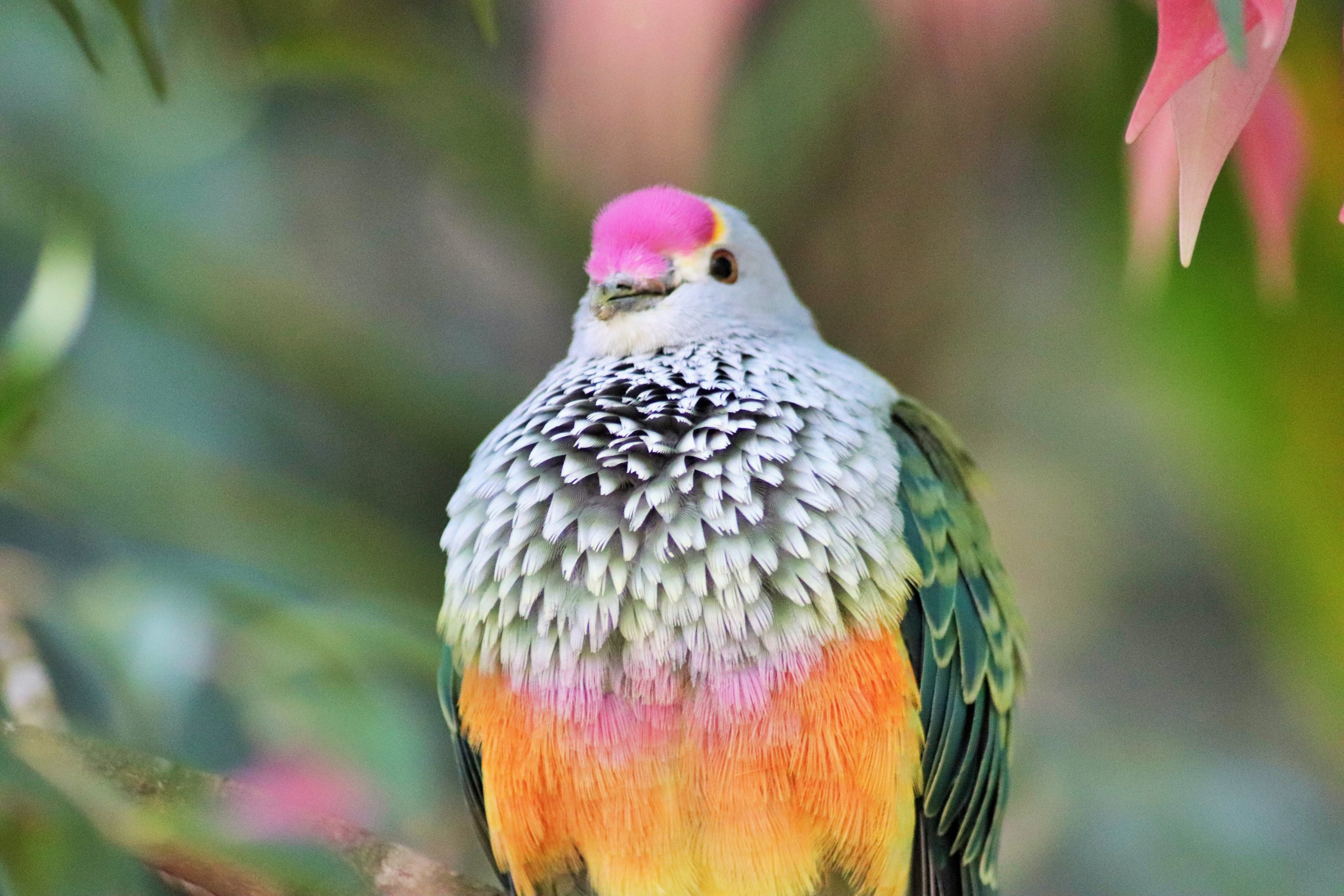 Rose-crowned Fruit Dove (Ptilinopus regina)