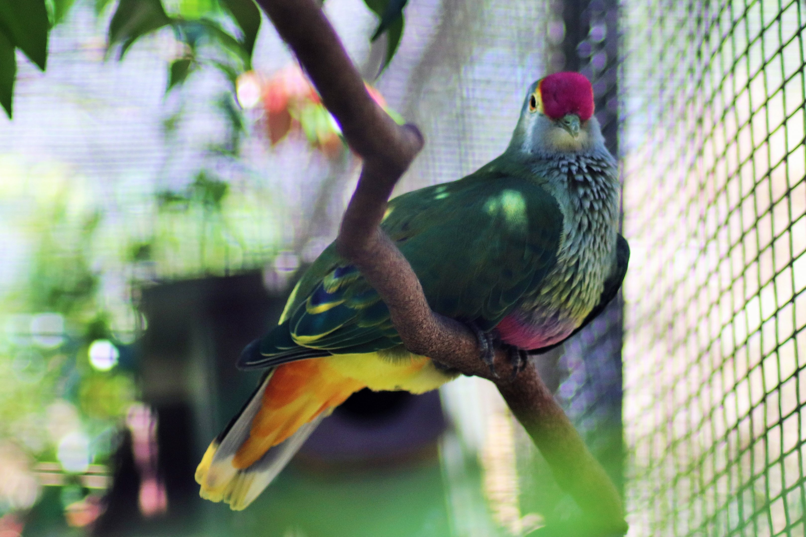 Rose-crowned Fruit Dove (Ptilinopus regina)
