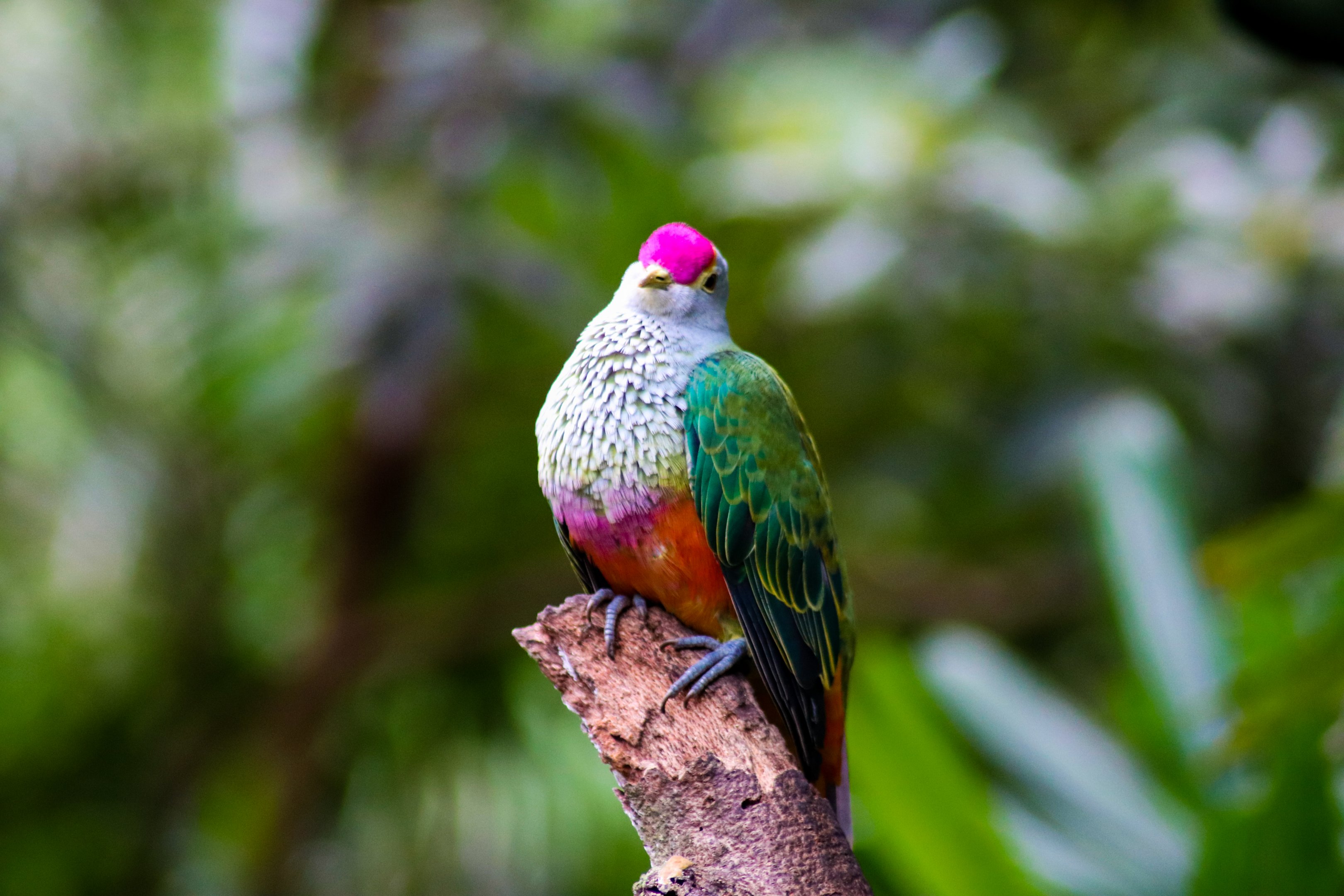 Rose-crowned Fruit Dove (Ptilinopus regina)