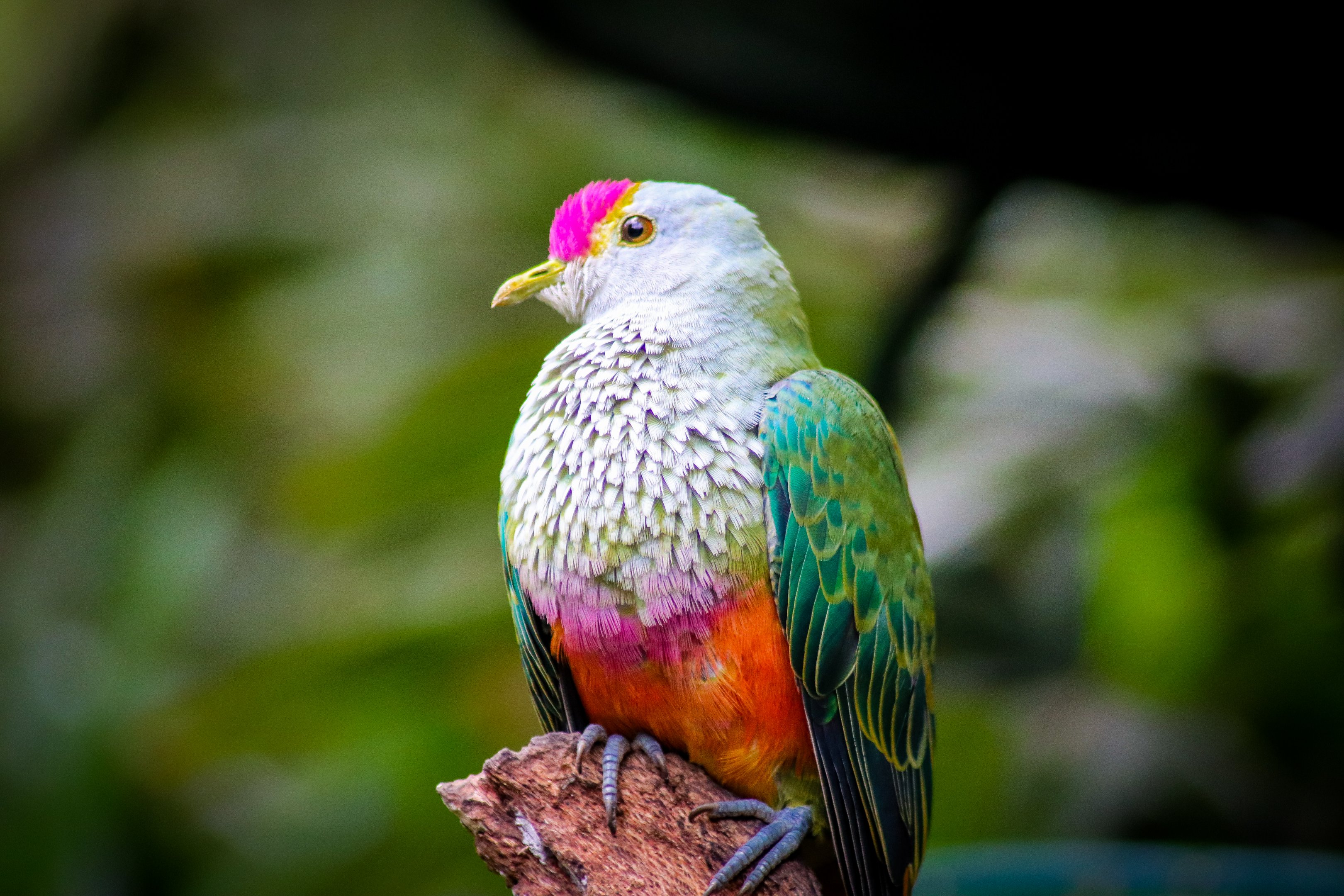 Rose-crowned Fruit Dove (Ptilinopus regina)
