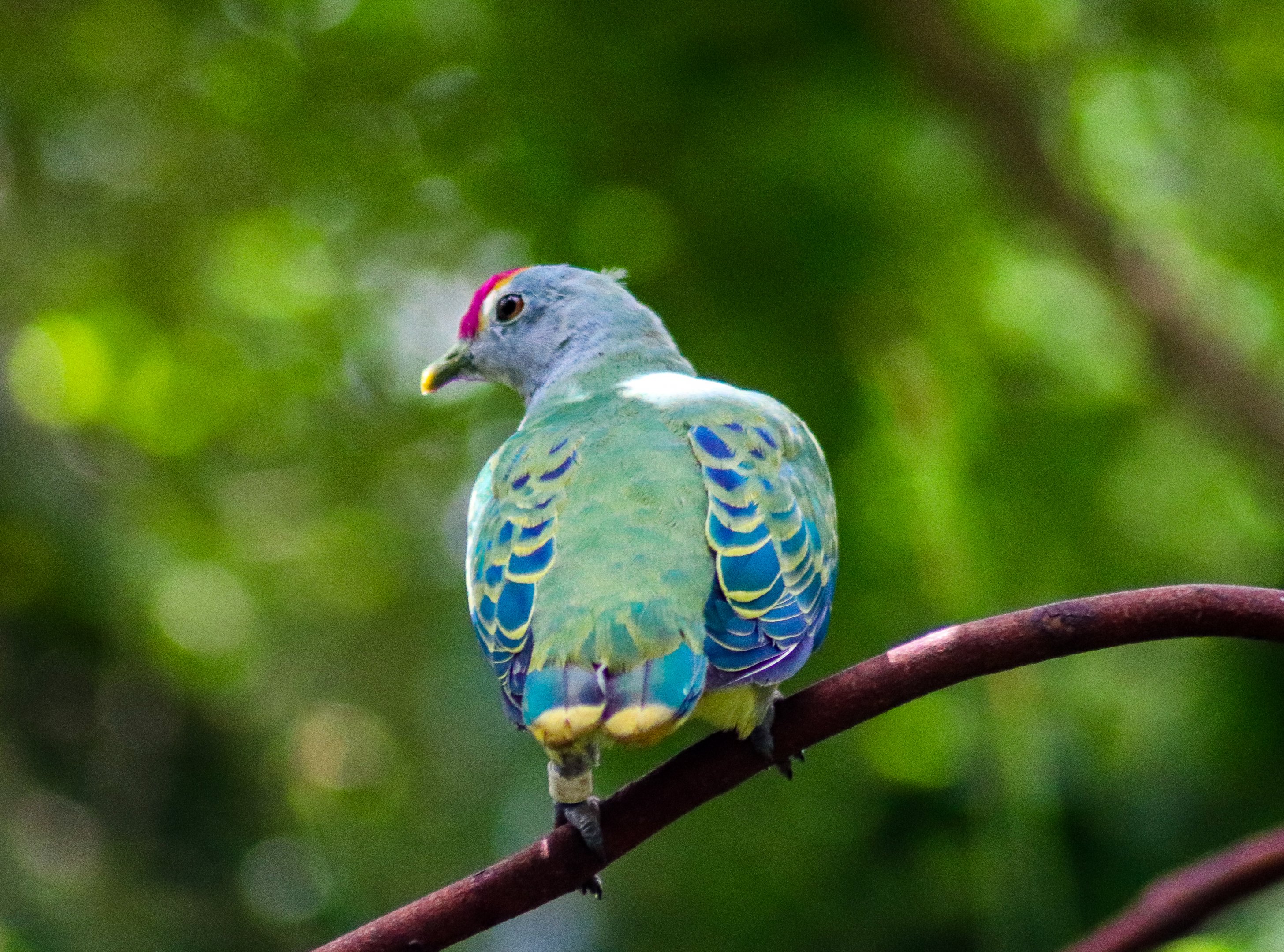 Rose-crowned Fruit Dove (Ptilinopus regina)
