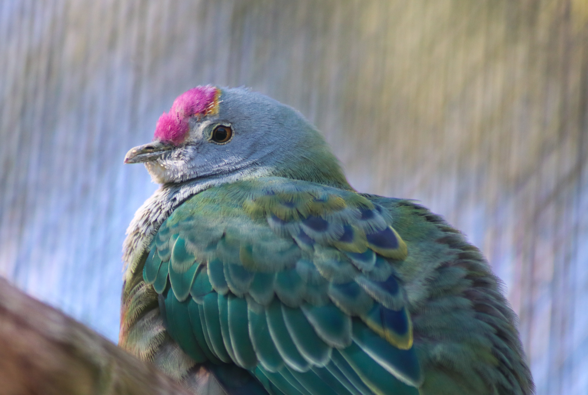 Rose-crowned Fruit Dove (Ptilinopus regina)