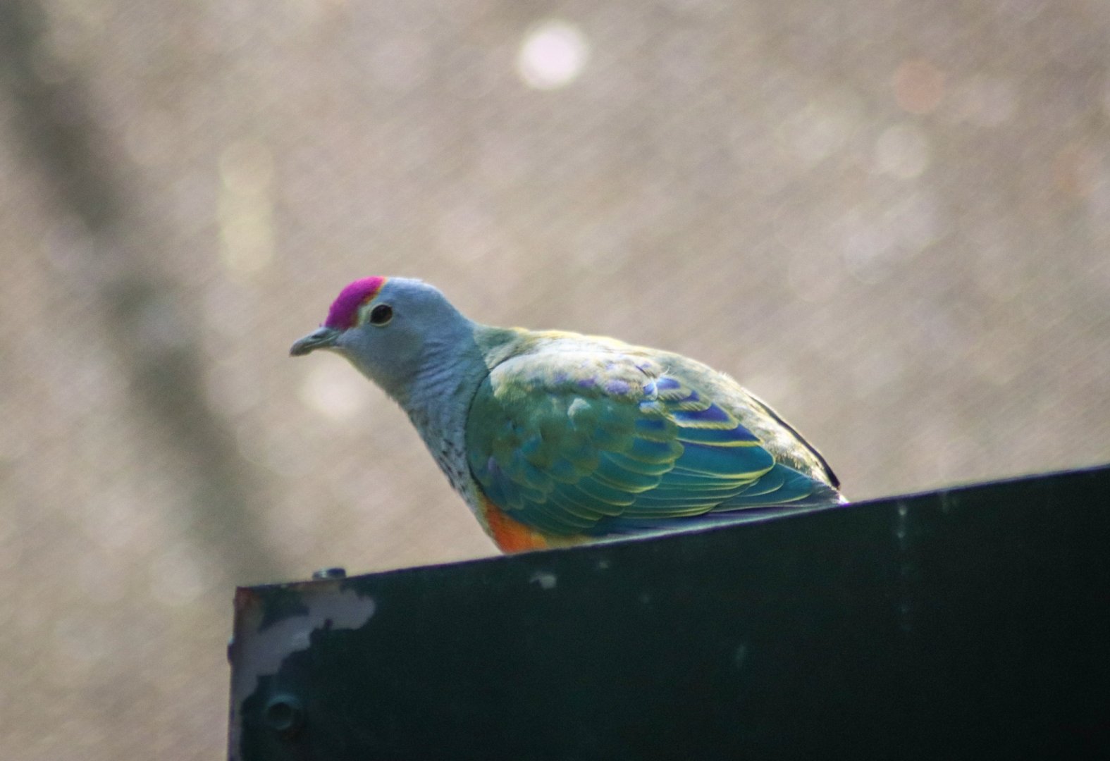 Rose-crowned Fruit Dove (Ptilinopus regina)
