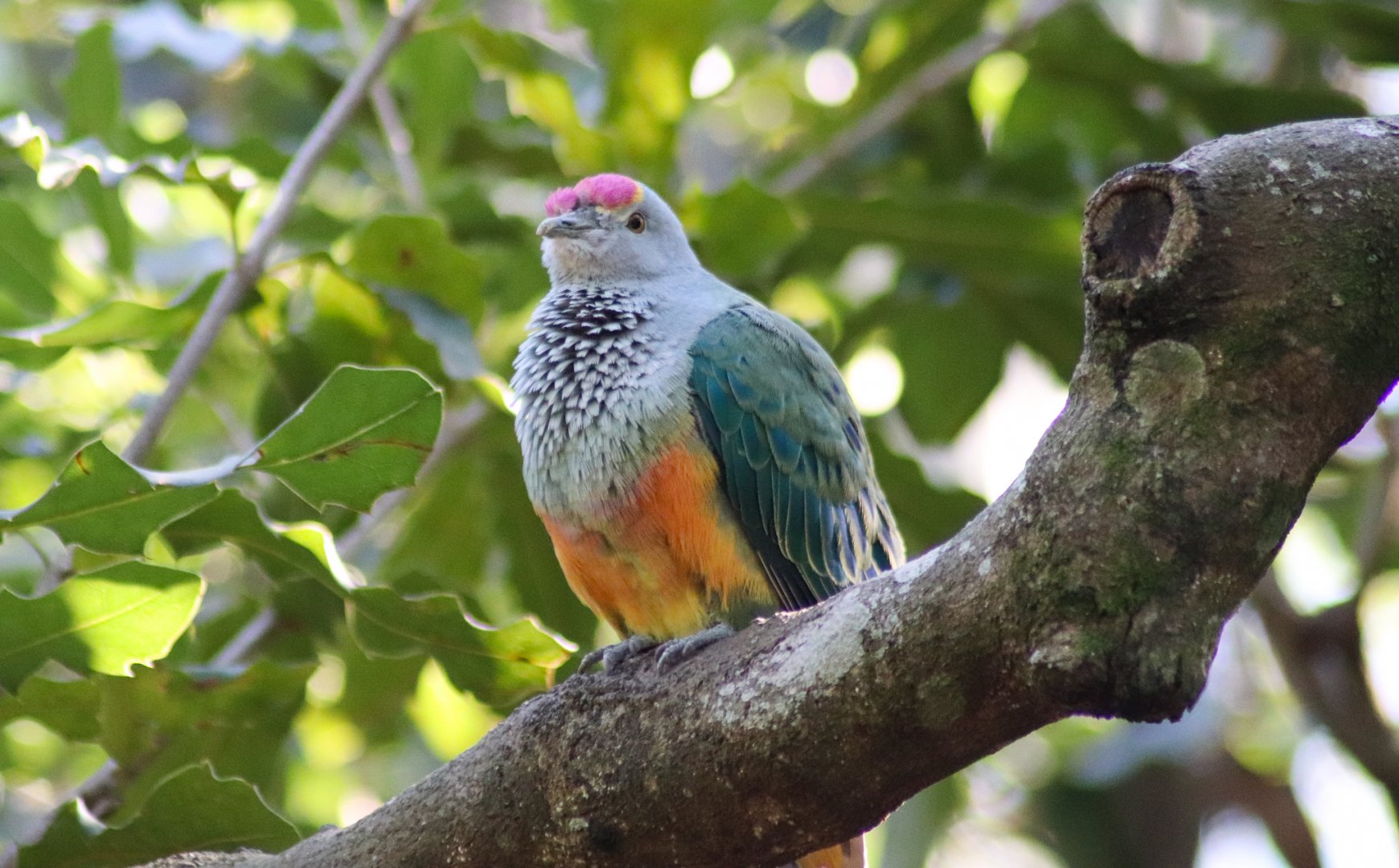 Rose-crowned Fruit Dove (Ptilinopus regina)