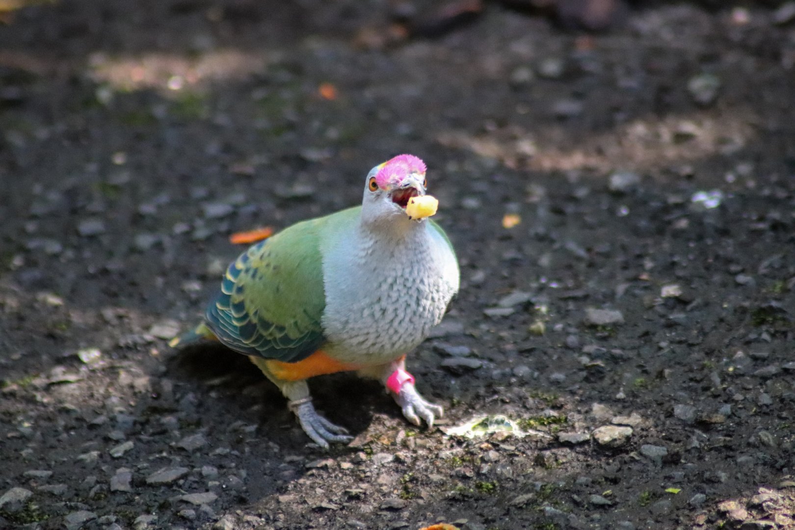 Rose-crowned Fruit Dove (Ptilinopus regina)