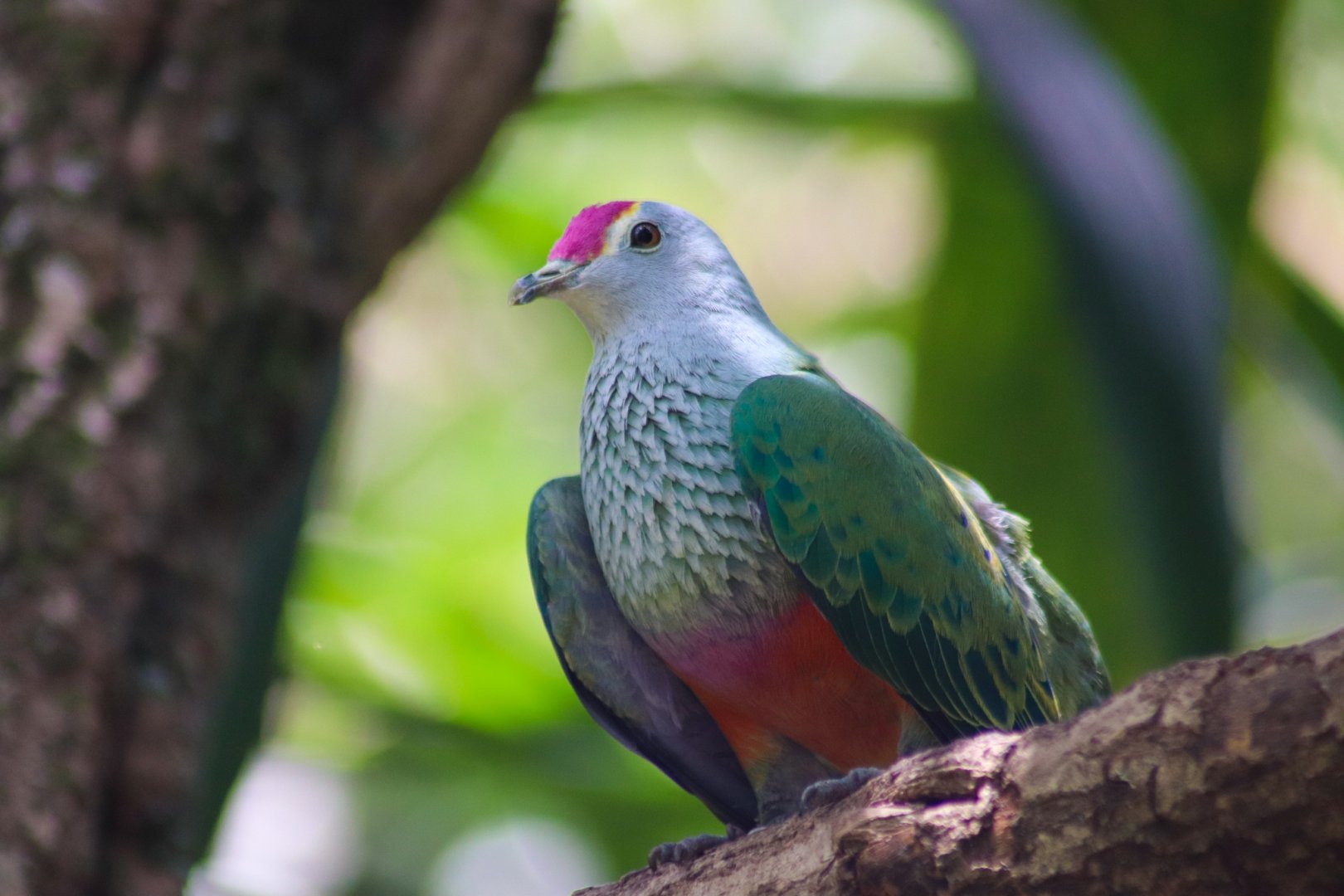 Rose-crowned Fruit Dove (Ptilinopus regina)