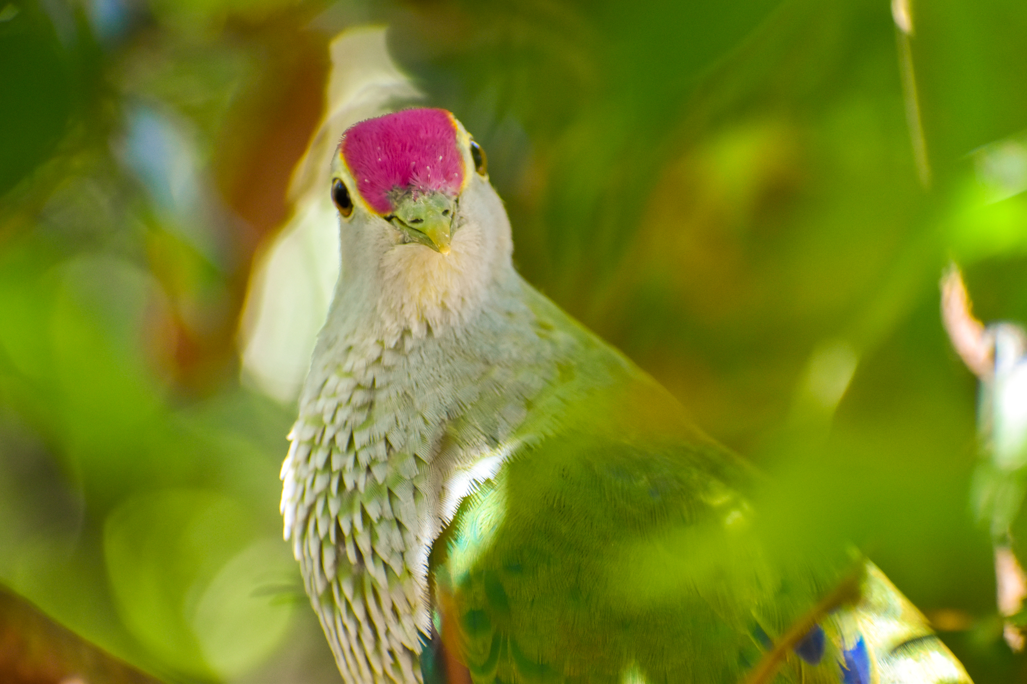 Rose-crowned Fruit Dove (Ptilinopus regina)