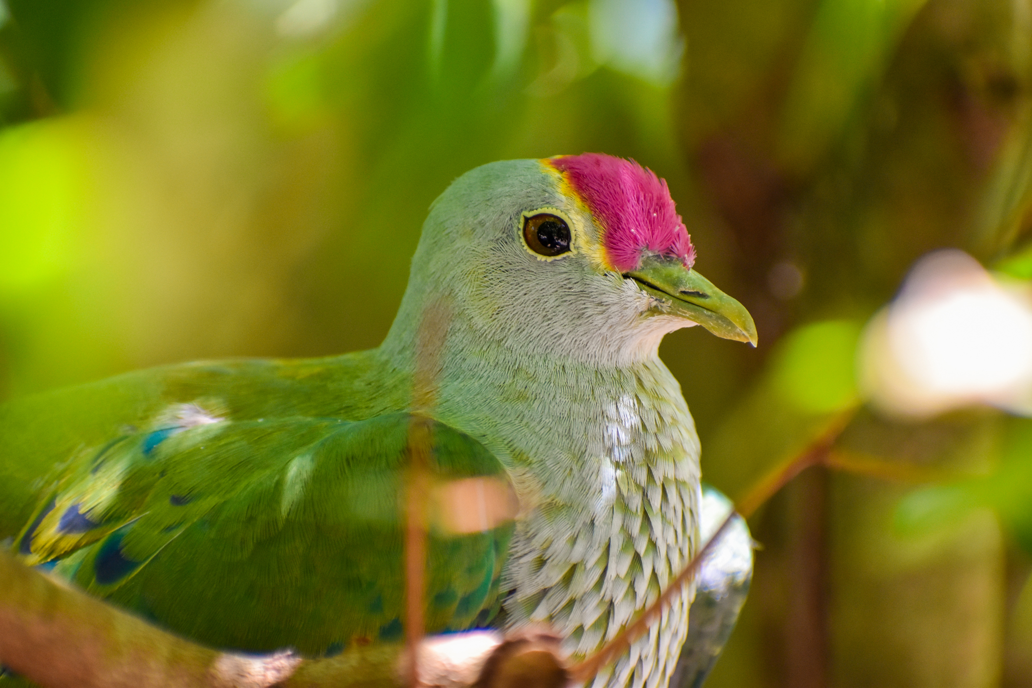 Rose-crowned Fruit Dove (Ptilinopus regina)