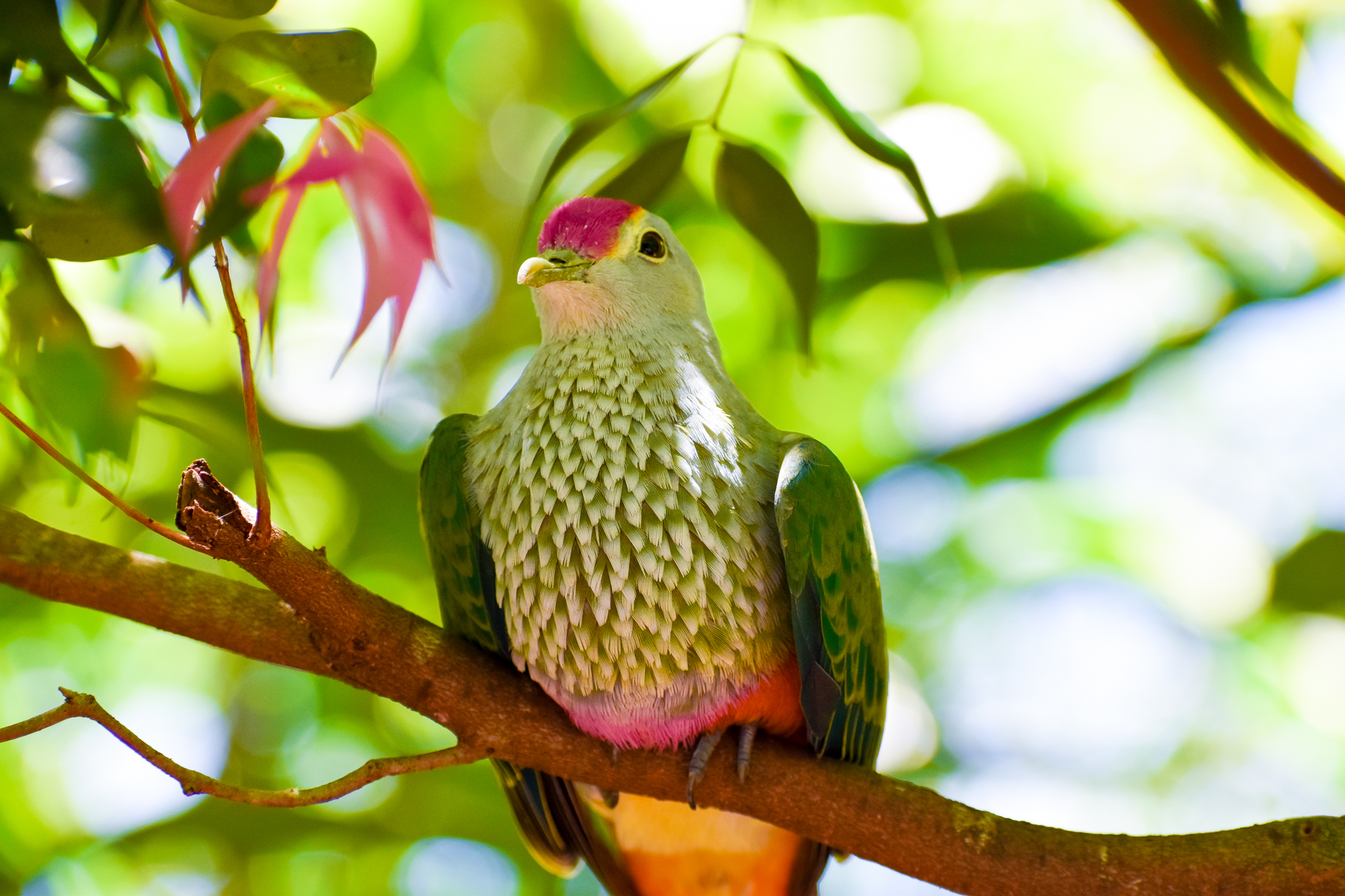 Rose-crowned Fruit Dove (Ptilinopus regina)