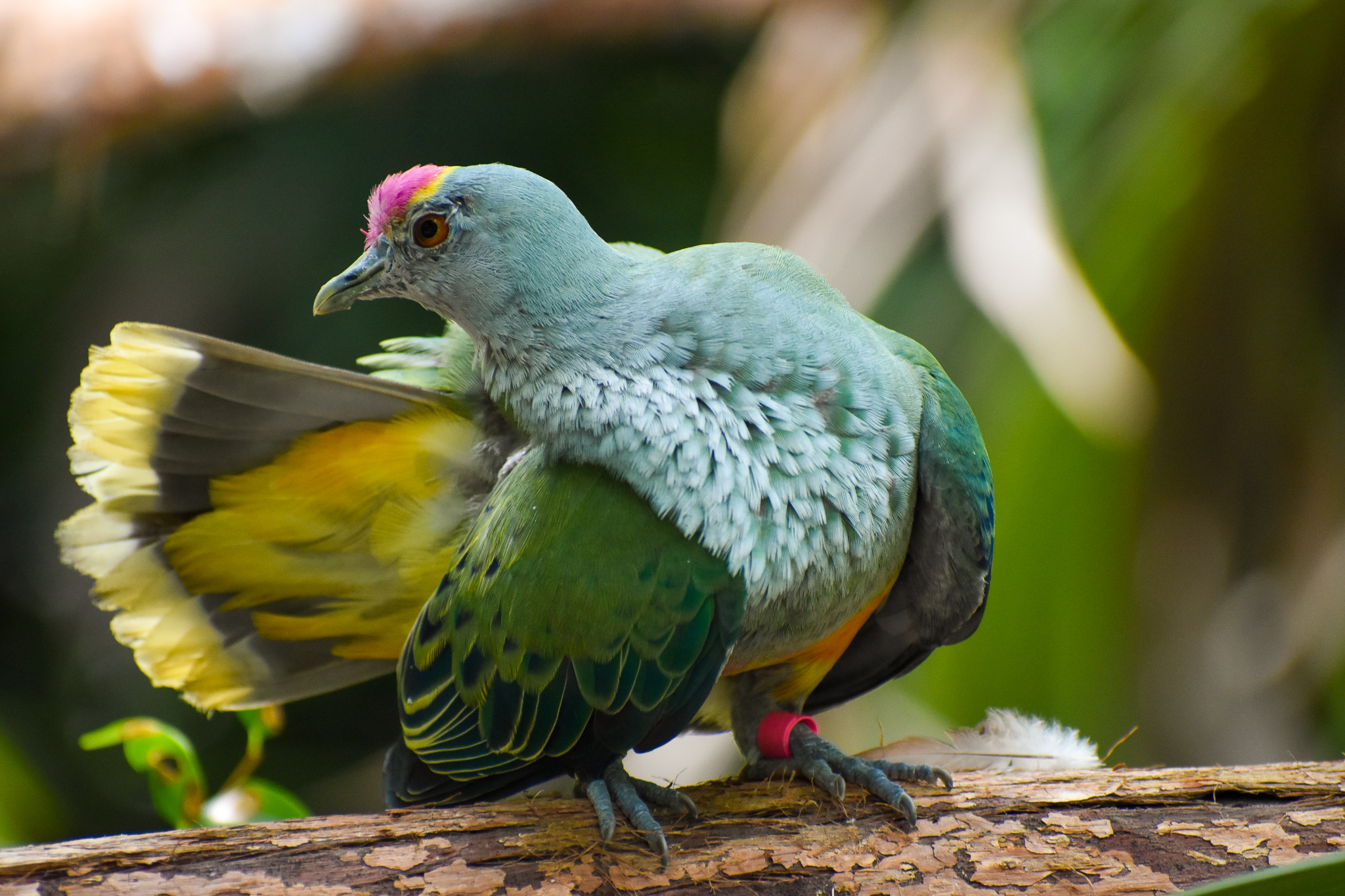 Rose-crowned Fruit-Dove (Ptilinopus regina)