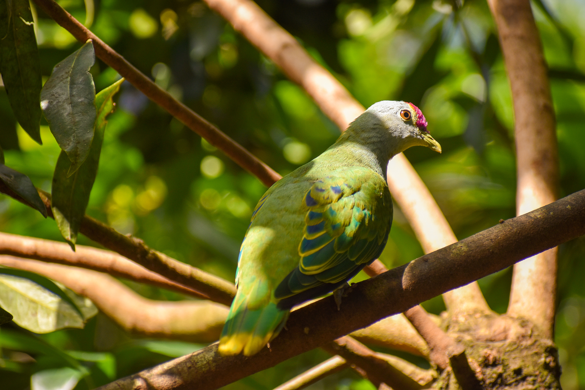 Rose-crowned Fruit Dove (Ptilinopus regina)