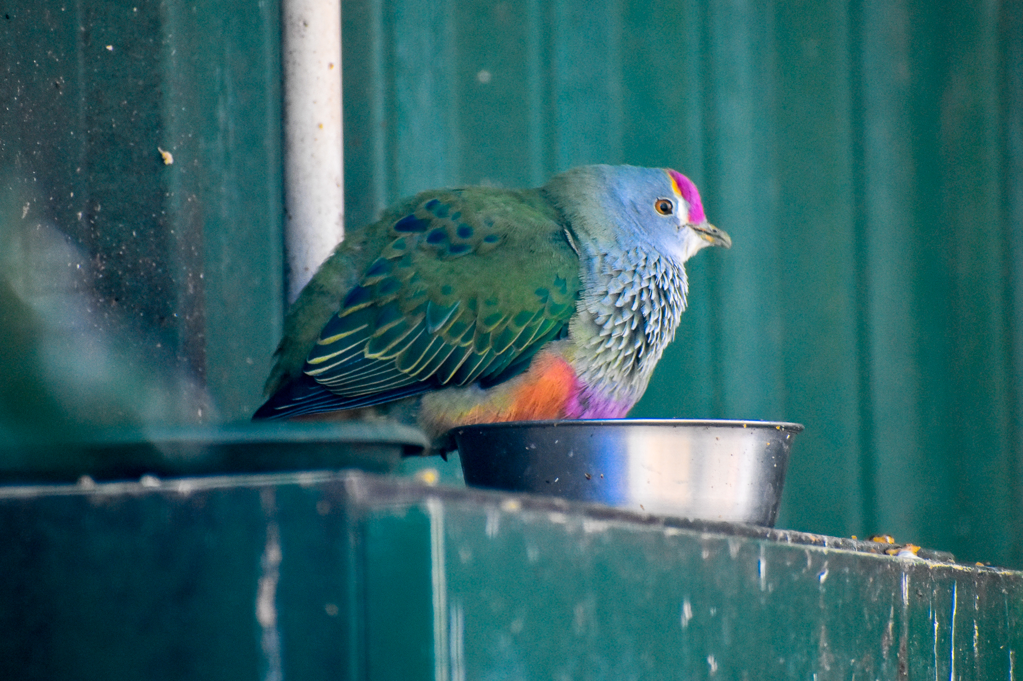 Rose-crowned Fruit Dove (Ptilinopus regina)